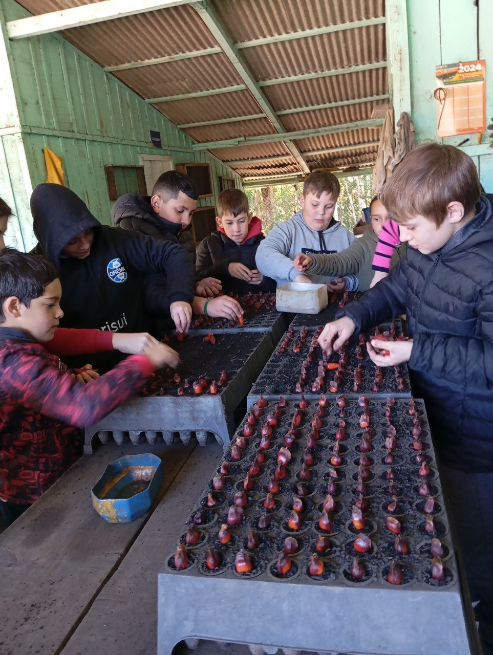 Imagem do Projeto: Guardiões da Araucária