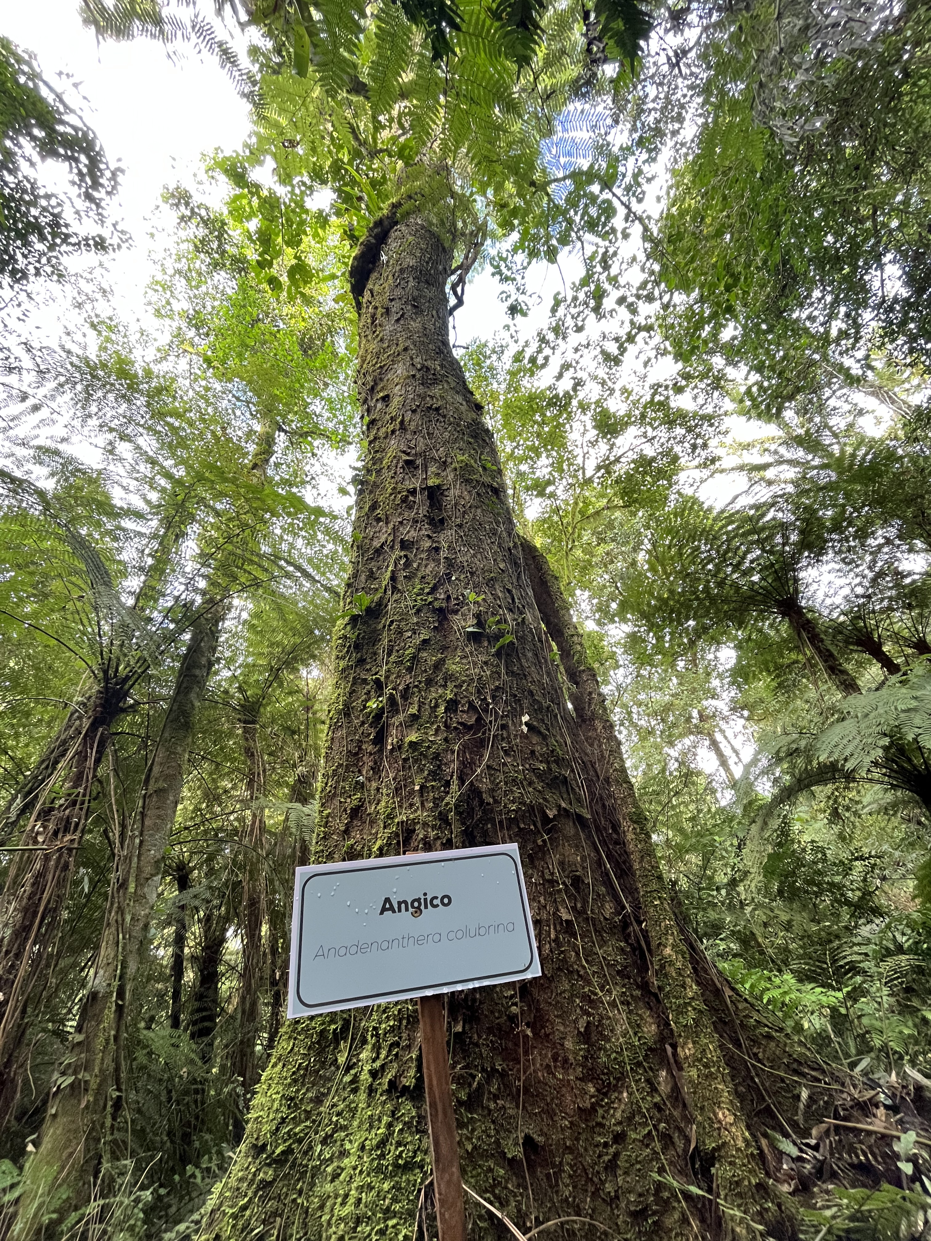 Imagem do Projeto: Anadenanthera colubrina (angico)