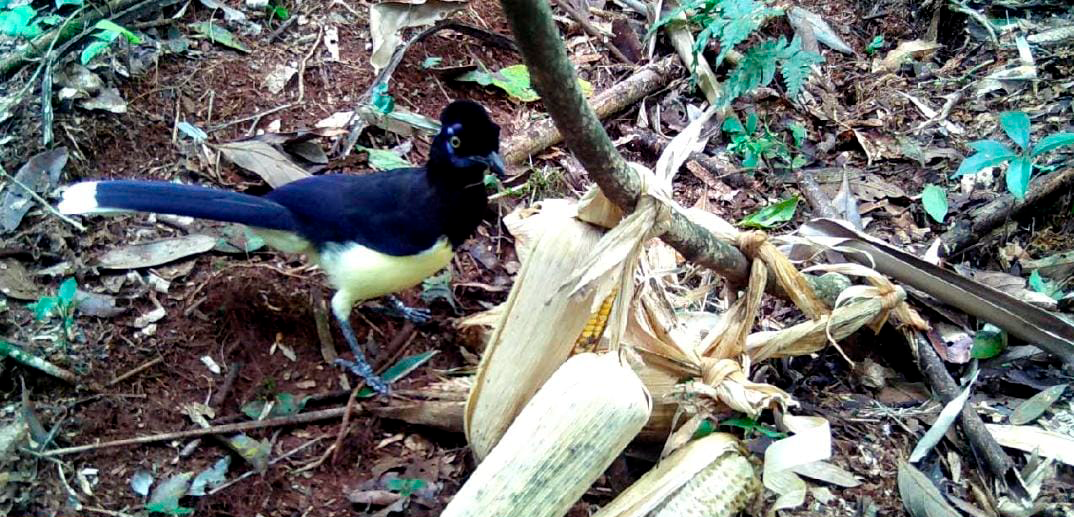 Imagem do Projeto: Fotografia Câmera